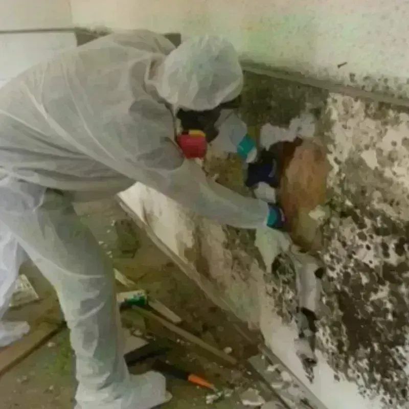 Mold Remediation and Removal in Copper Canyon, TX